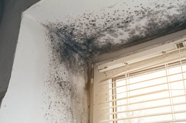 Affordable Mold Removal solutions in Brooks, KY